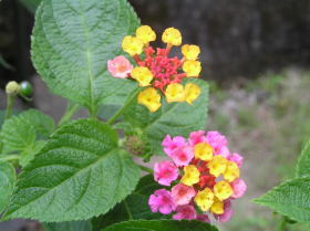 ランタナ（七変化）