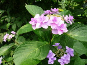 紫陽花・城が崎