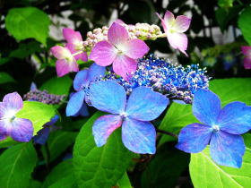 紫陽花（黒姫山）