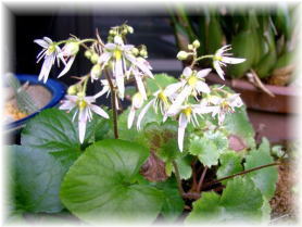 ダイモンジソウ