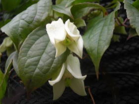 冬咲きクレマチス