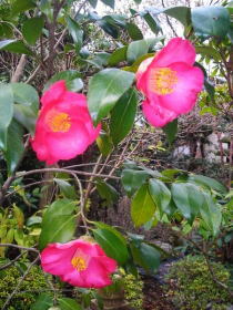 椿・初嵐（白/赤）