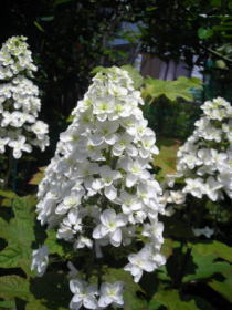 柏葉紫陽花（カシワバアジサイ）