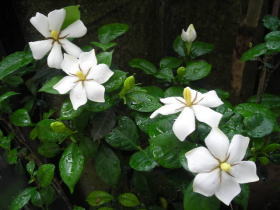 梔子（クチナシ）