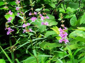 千屈菜（みそはぎ）