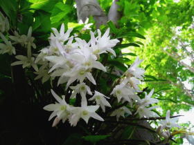 石斛（セッコク）