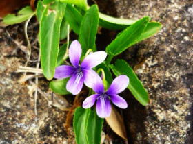 すみれ（日向・馬が背にて）