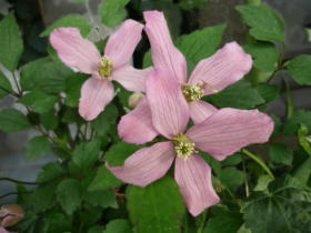 クレマチス・モンタナ系