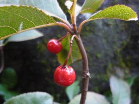 藪柑子（やぶこうじ　十両）