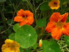 ナスタチウム（金蓮花）
