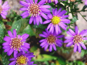 野紺菊（のこんぎく）