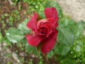 薔薇（クリスタル）