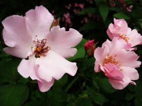 薔薇（デインティ・ベス）