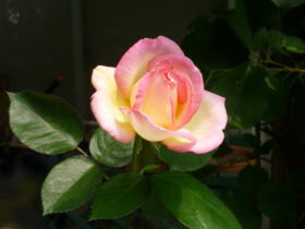 薔薇（プリンセス・ドゥ・モナコ）