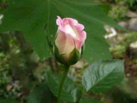 薔薇（プリンス・ドゥ・モナコ）