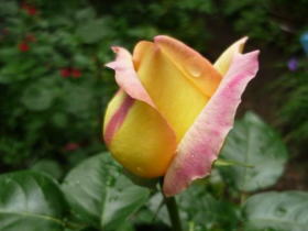 薔薇（ピース）