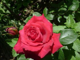 薔薇（ローテローゼ）