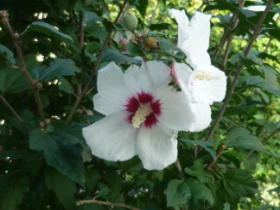 宗旦木槿（そうたんむくげ）