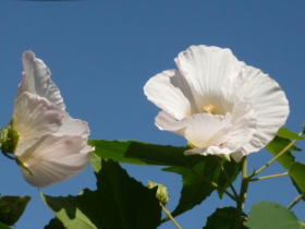 酔芙蓉（すいふよう）