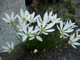 珠簾（四季水仙）