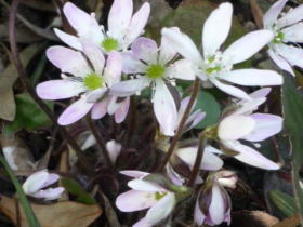 雪割草（ピンク）