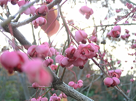 檀（まゆみ）の実