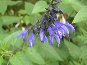 メドウセイジ（通称）