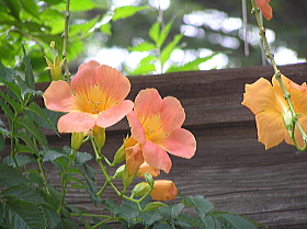 凌霄花（のうぜんかずら）