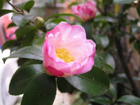 山茶花（御美衣）