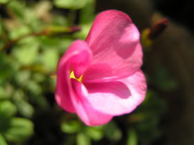 オキザリス（西洋かたばみ）