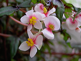 ベゴニア（パルティータ　グレイス　ルブラ）