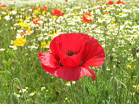 雛罌粟（ポピー、虞美人草）