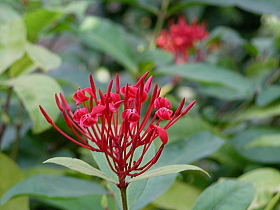 山丹花（さんたんか）