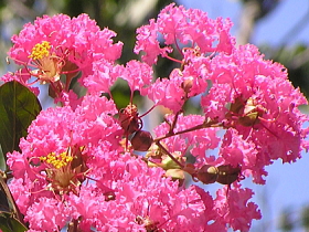 さるすべり（百日紅）