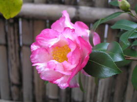 山茶花（御美衣）