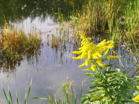背高泡立草（せいたかあわだちそう）