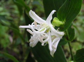 白花杜鵑草（シロバナホトトギス）
