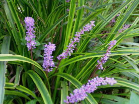 ヤブラン（藪蘭）