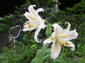 山百合（大学セミナー・ハウス）